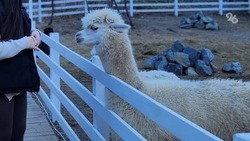 В РИЦ Ставрополья рассказали, какие льготы действуют для посетителей ферм альпак