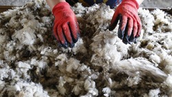 Переработкой шерсти альпак могут заниматься в Карачаево-Черкесии